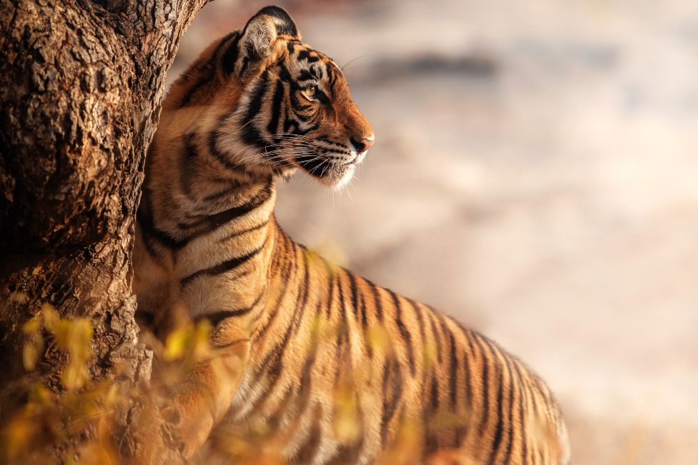 Mednarodni dan tigrov se obeležuje po vsem svetu.