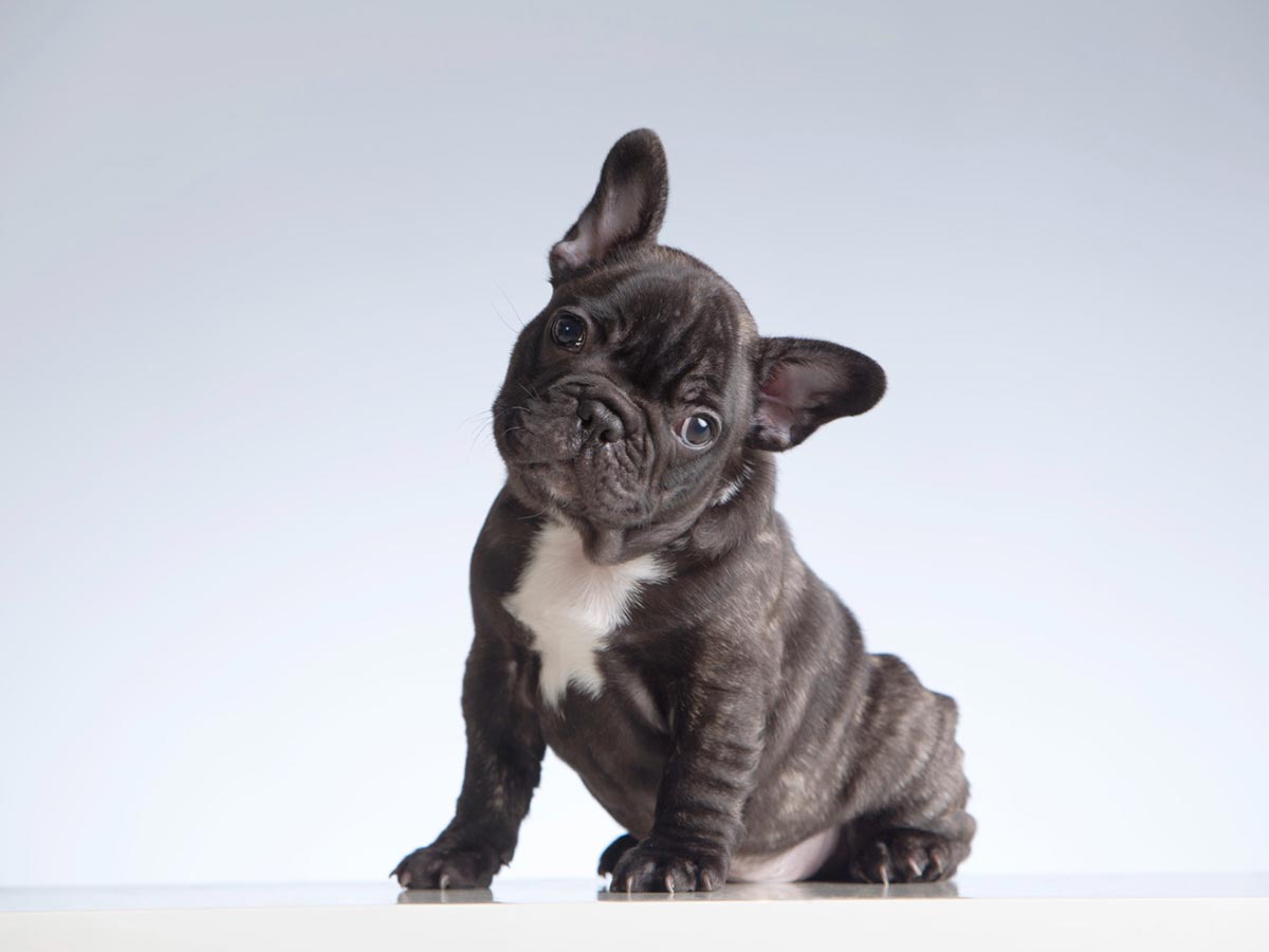 francoski-buldog
