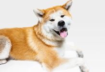 akita-inu