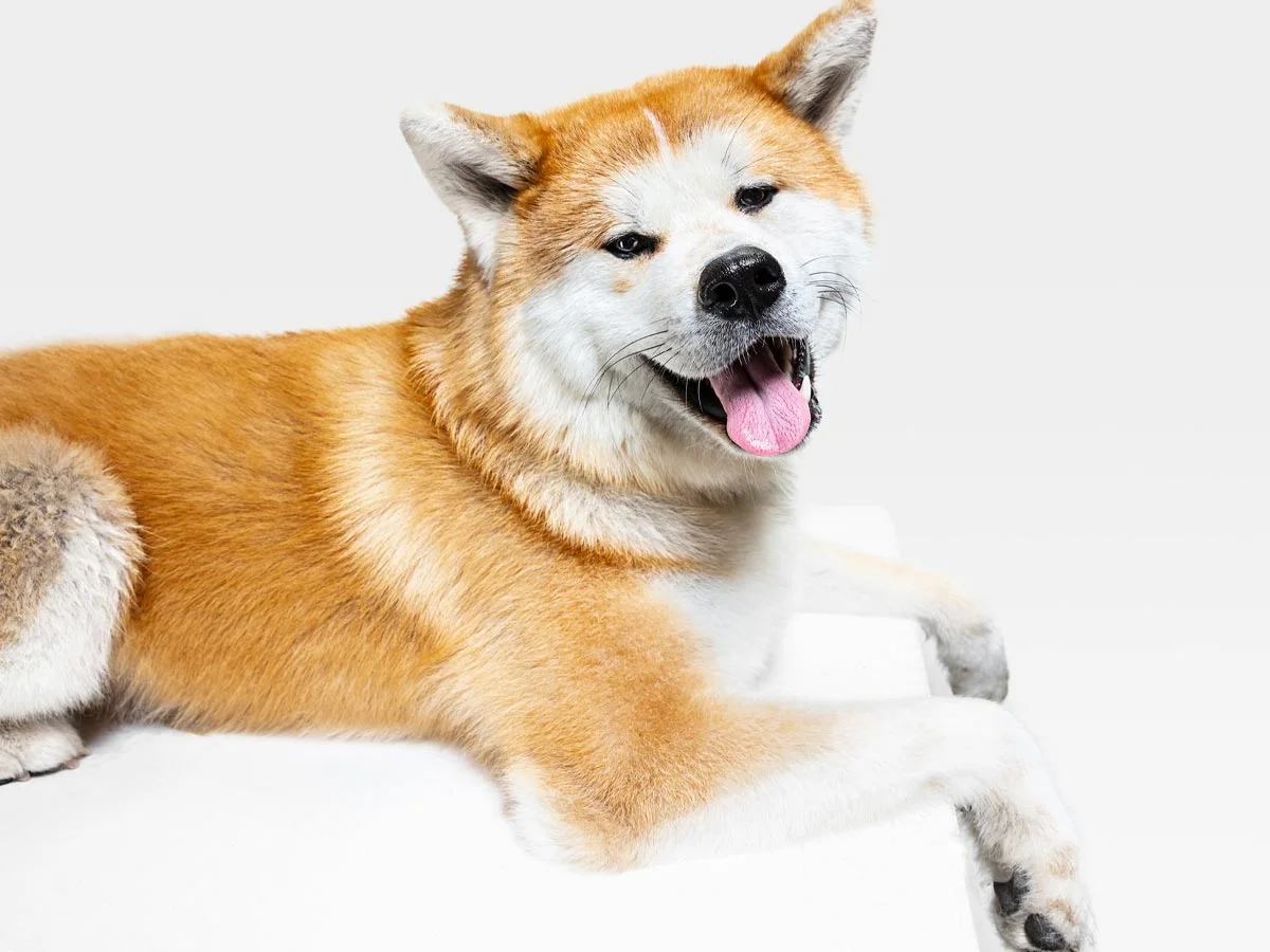 akita-inu