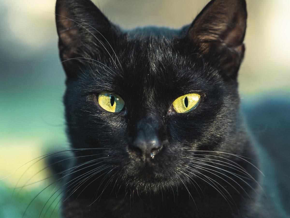 črna-mačka