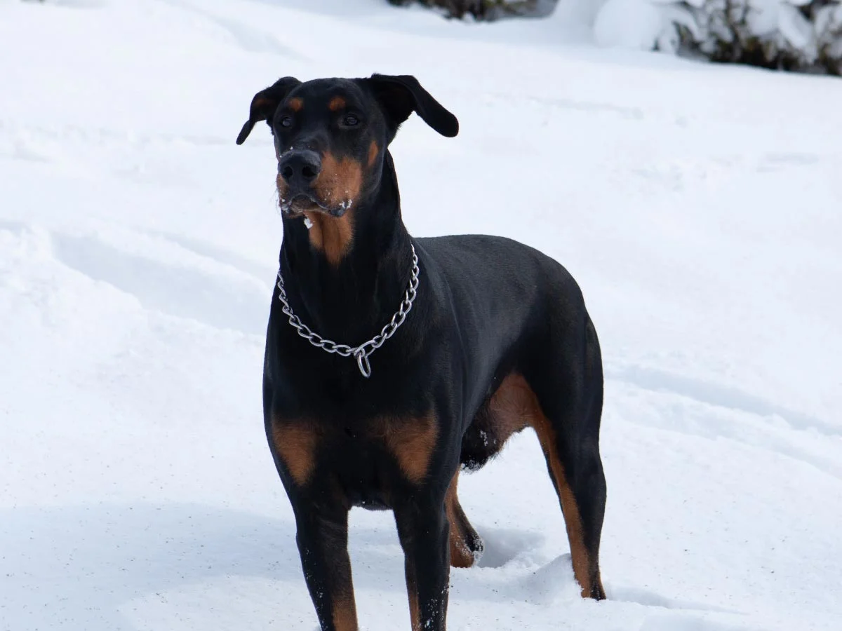 doberman