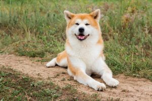 Akita Inu