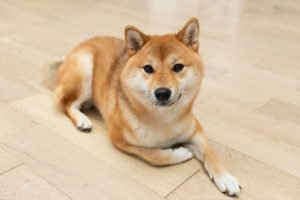 akita inu