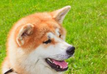 akita-inu