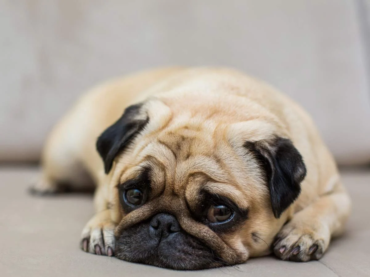 mops