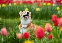 pes-in-tulipani