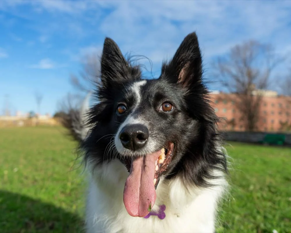 border-collie