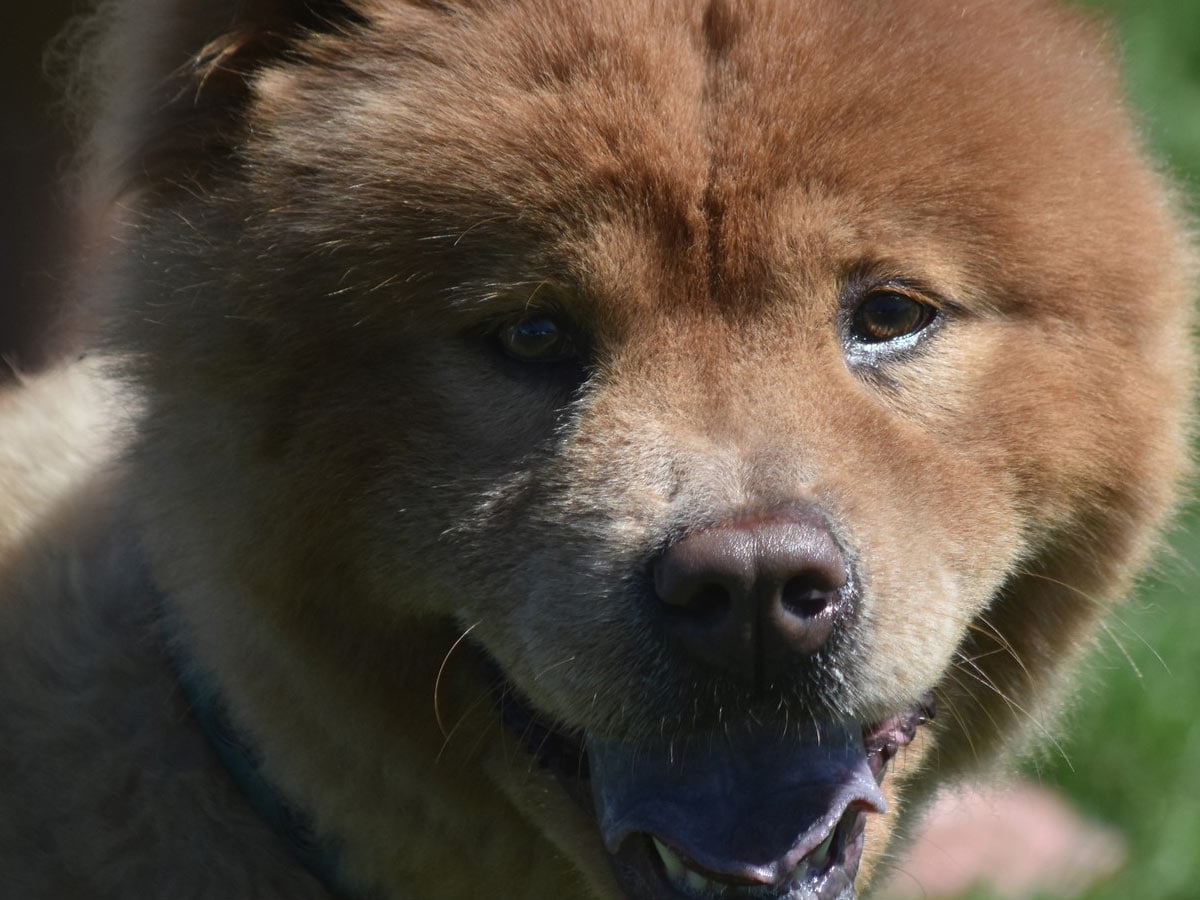 chowchow