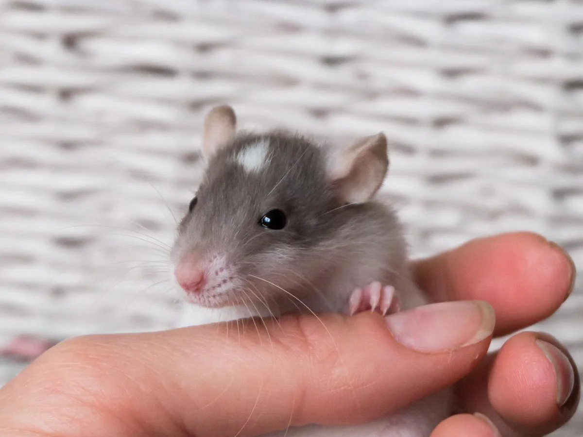 pet-mouse