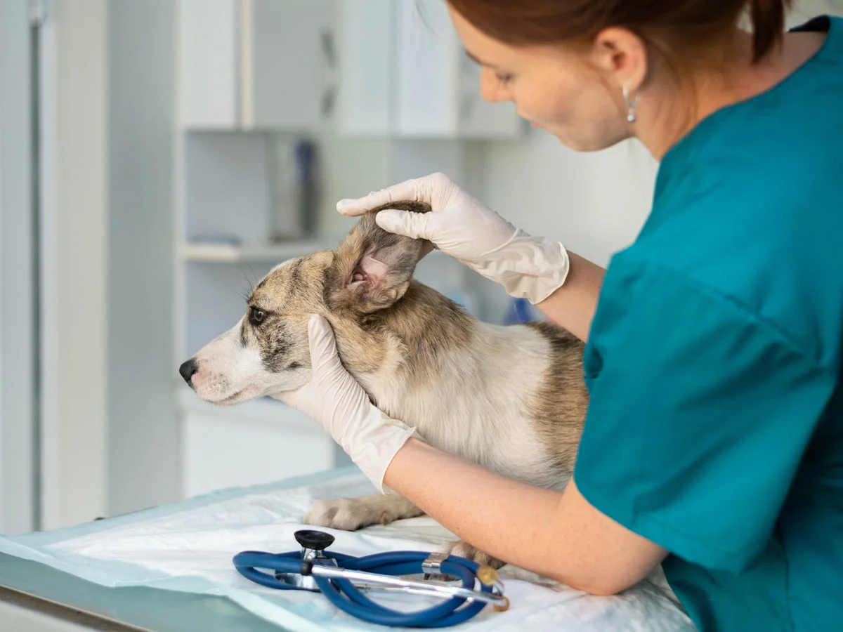 veterinar