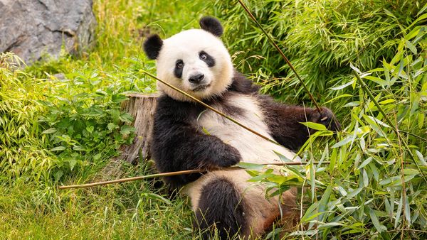 Velika panda - zoo berlin