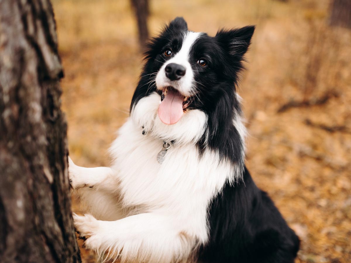 border-collie