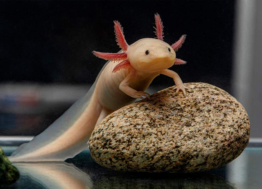 axolotl