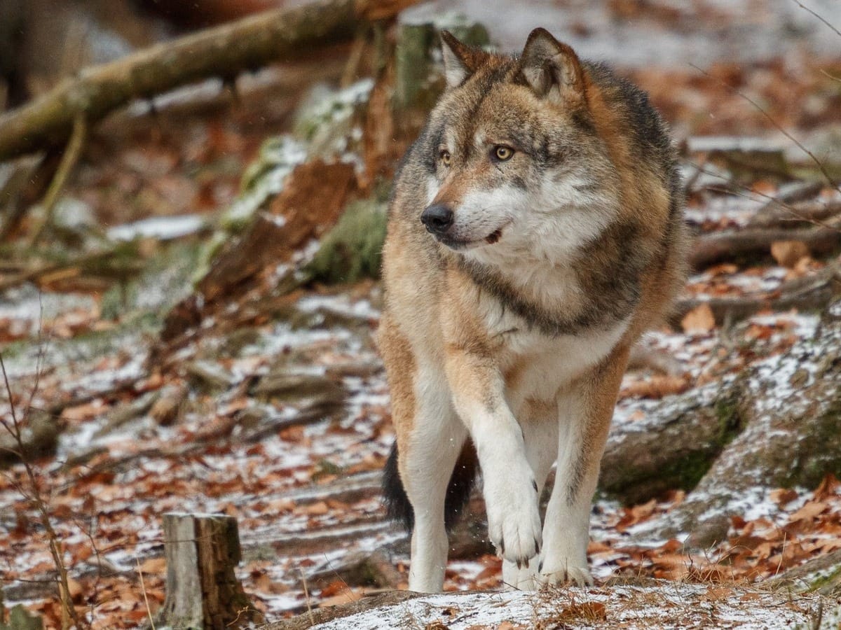 volk