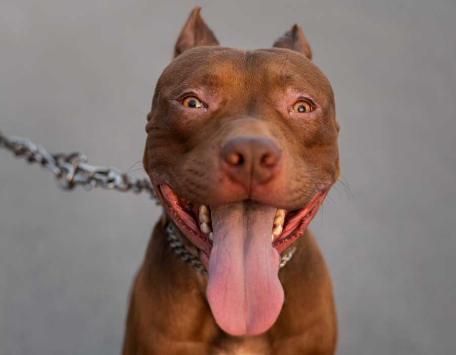 pitbulli