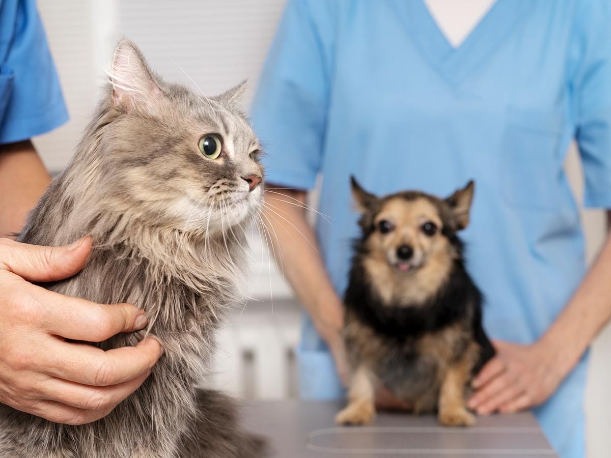 obisk-veterinarja