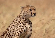 gepard