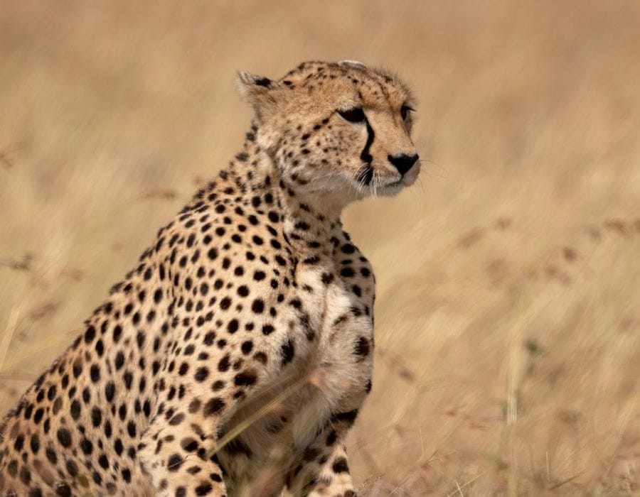 gepard