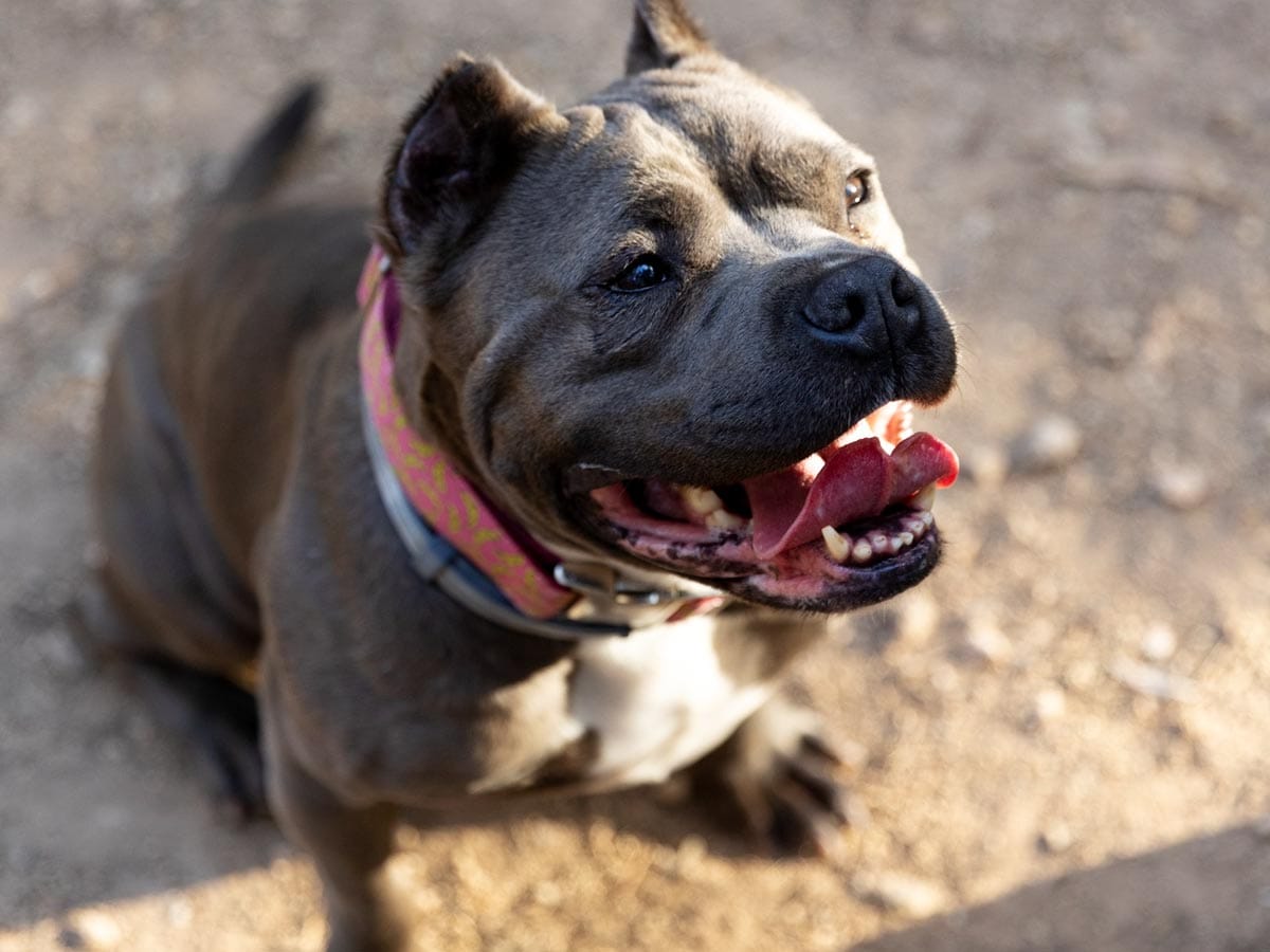 pitbull-terrier
