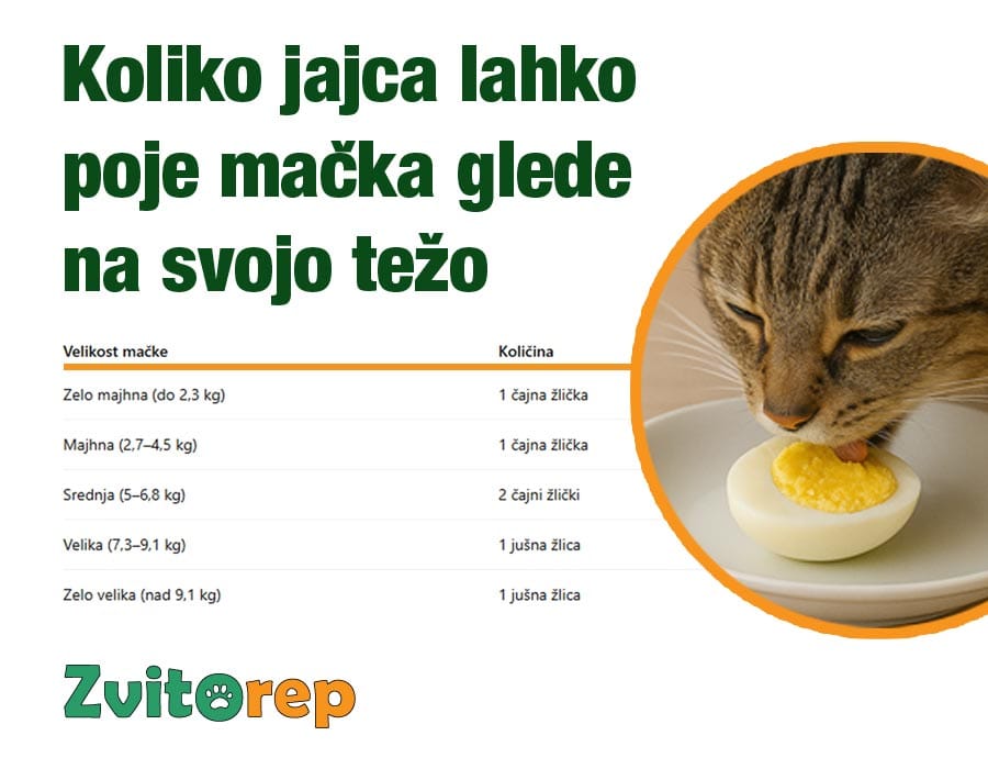 ali-lahko-mačke-jedo-jajca