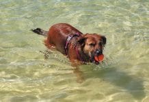 pes-na-plaži