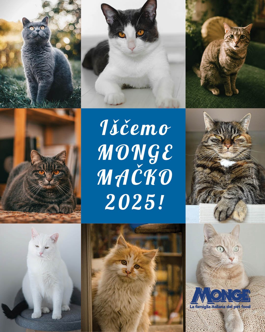 Natečaj za mačji obraz kampanje Monge Slovenija