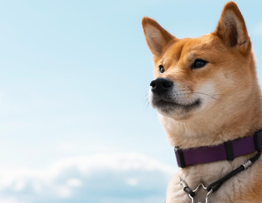 akita-inu