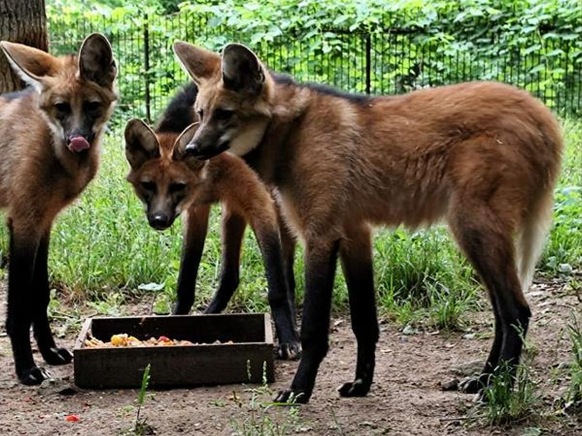 Vir: ZOO Ljubljana