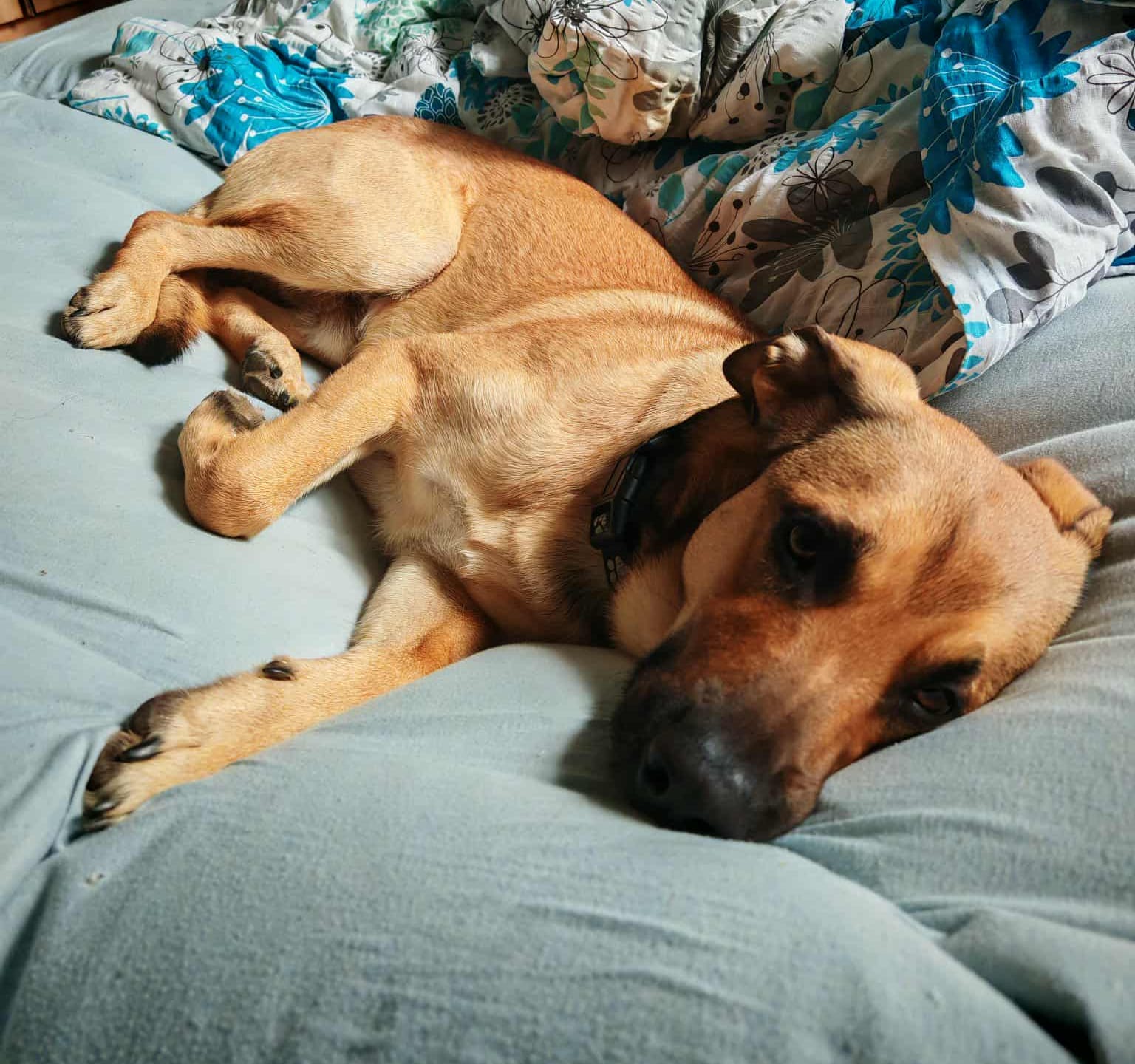 dexter