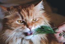 mačka-in-mačja-meta