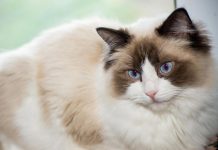 ragdoll