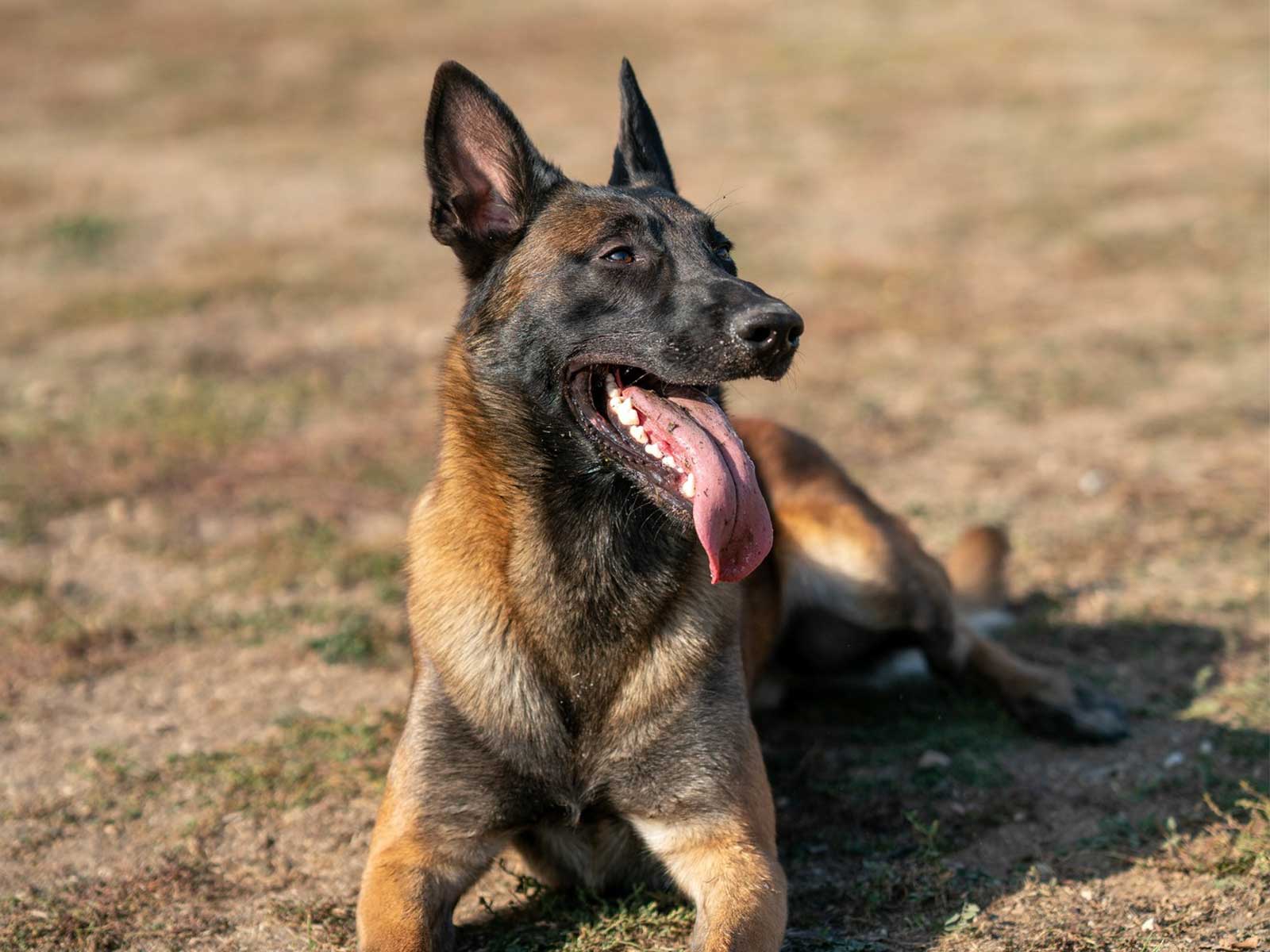 belgian-malinoa