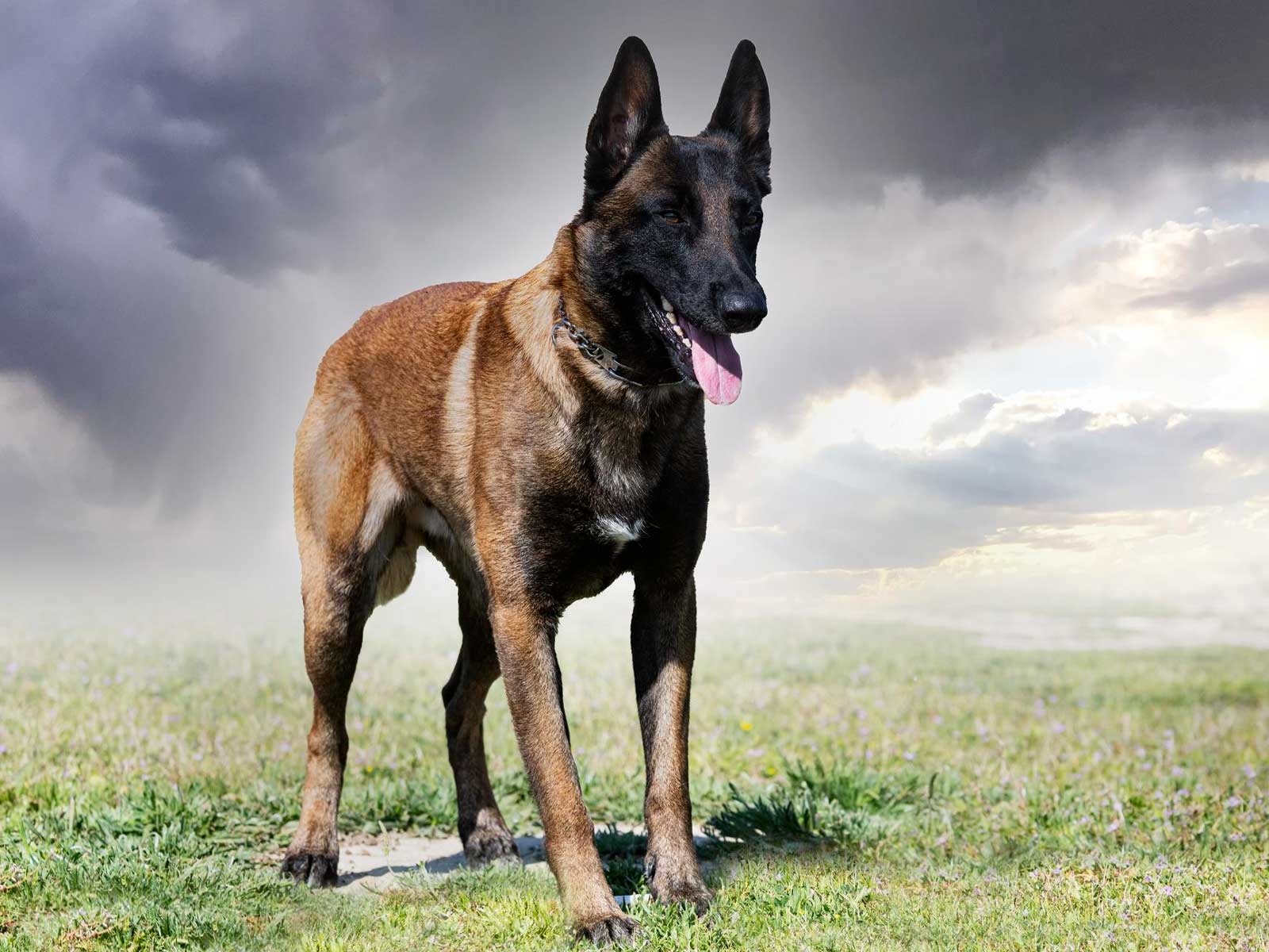 belgian-malinois