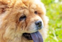 chow-chow