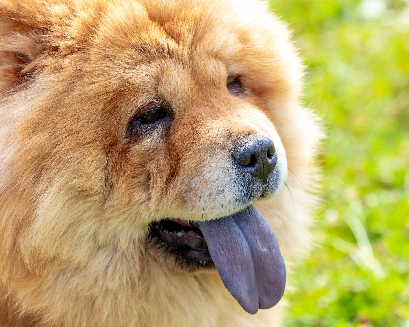 chow-chow