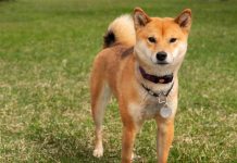 shiba-inu