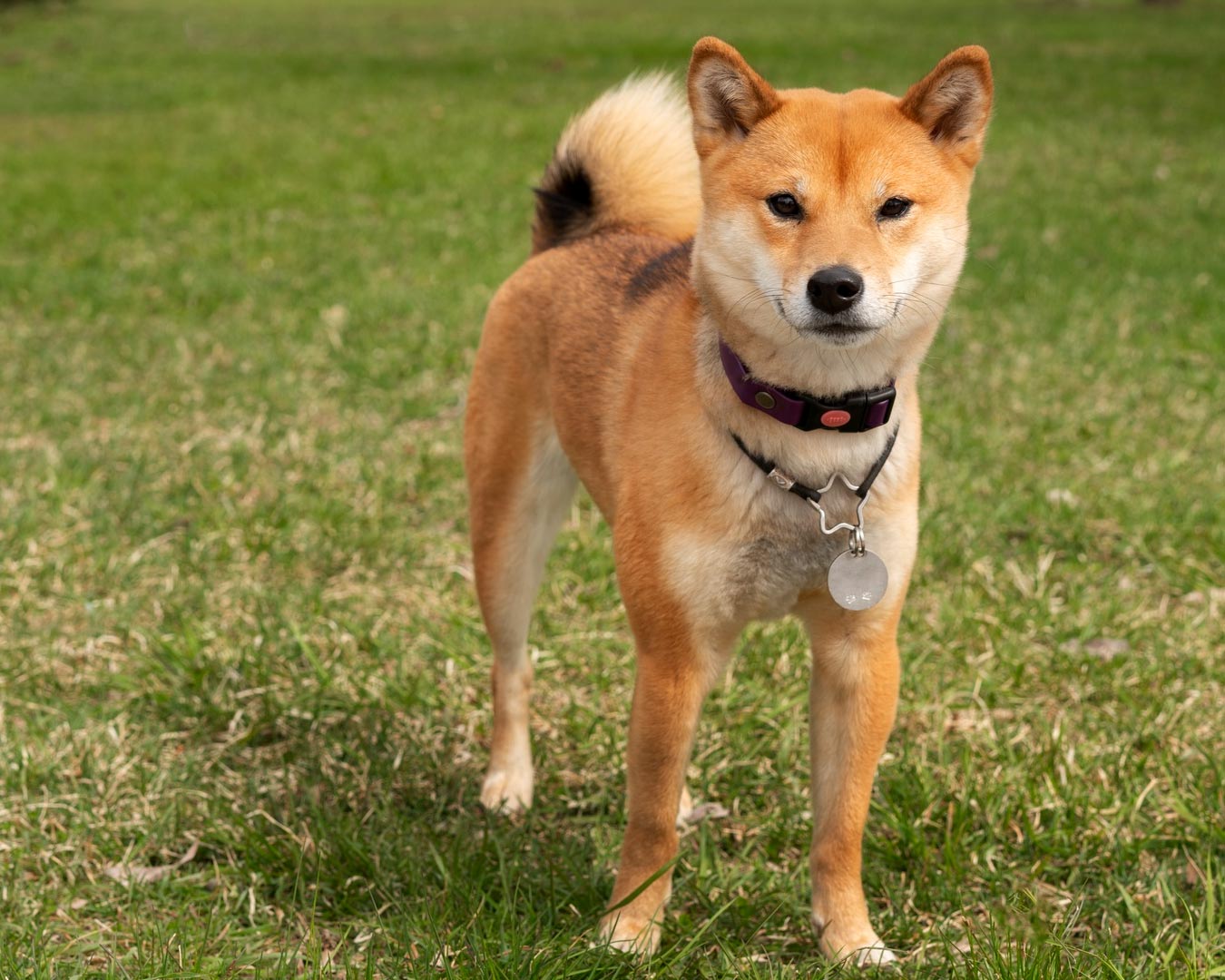 shiba-inu