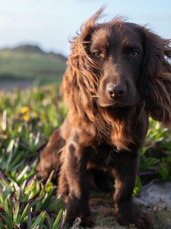 Otto, pes Williama in Kate Middleton