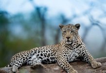 gepard