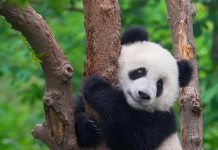 panda