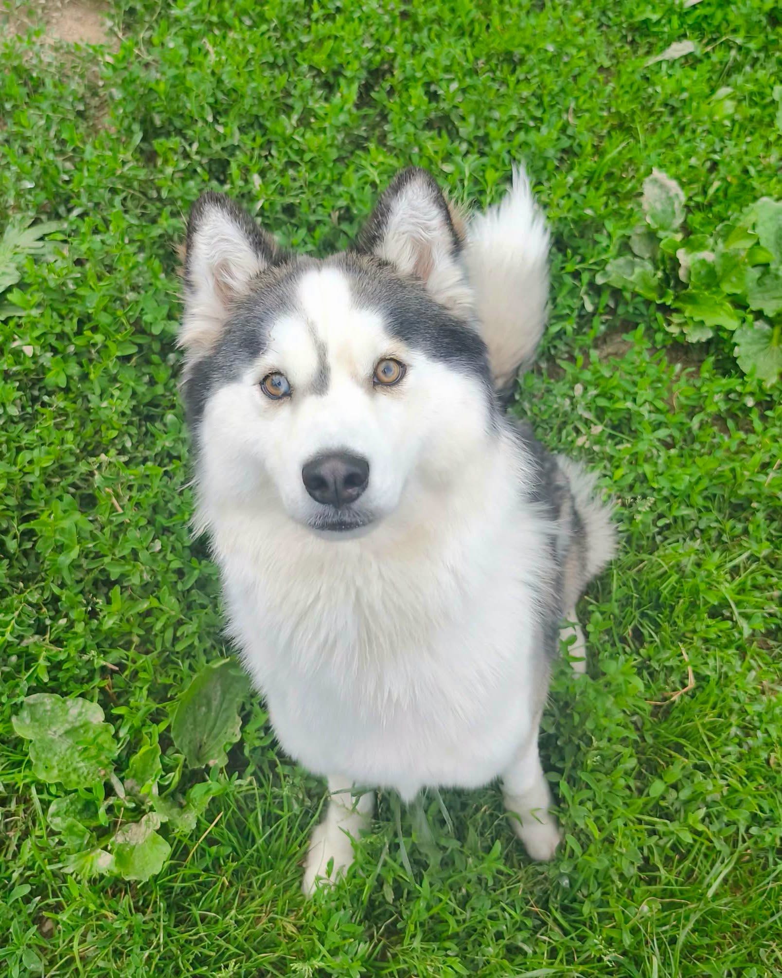 Aisha. Vir fotografije: Zavetišče Horjul