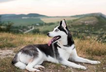 husky